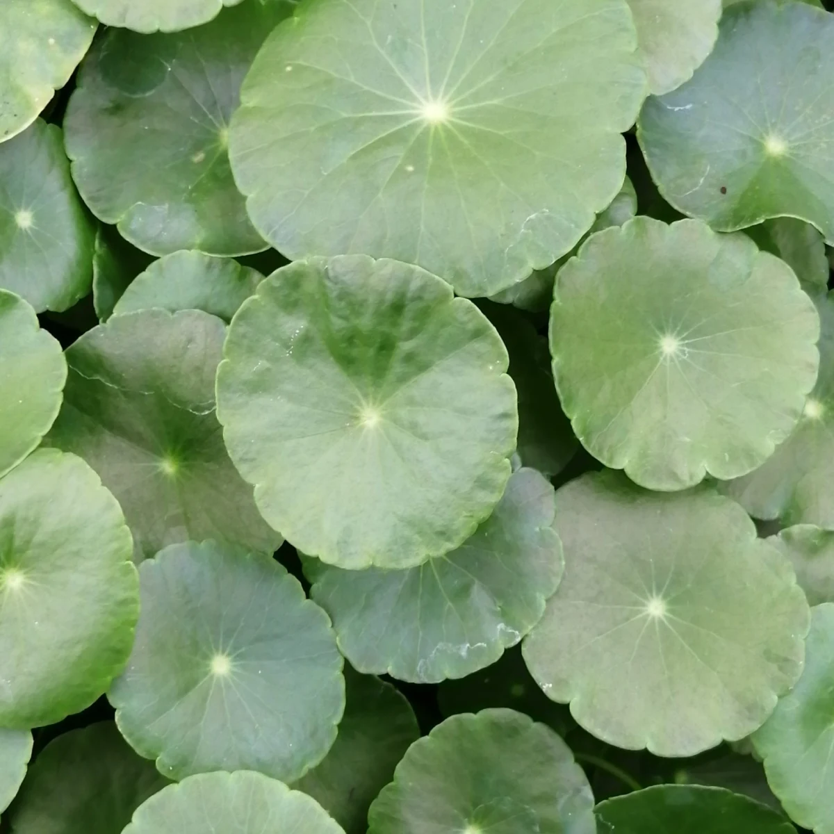Centella Asiatica
