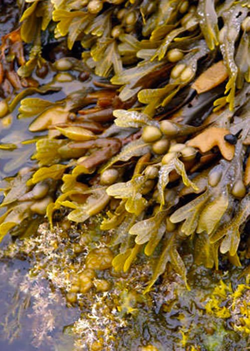Alga Fucus