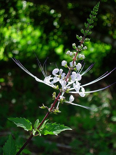 Ortosiphon